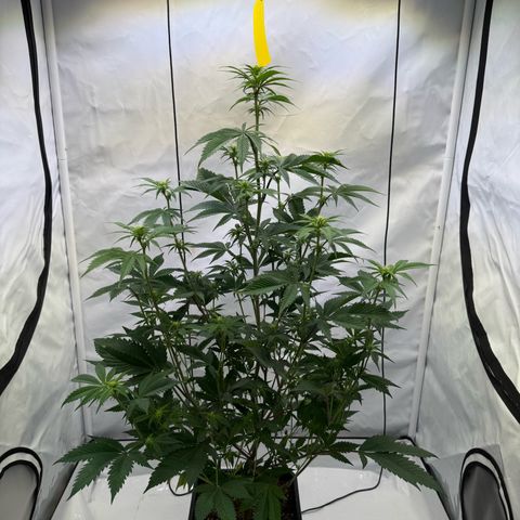 Wedding Cake growlog timeline photo
