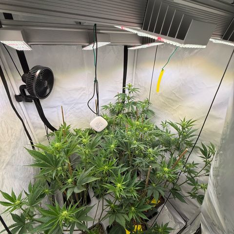 Wedding Cake growlog timeline photo