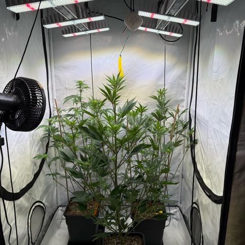 Wedding Cake growlog timeline photo
