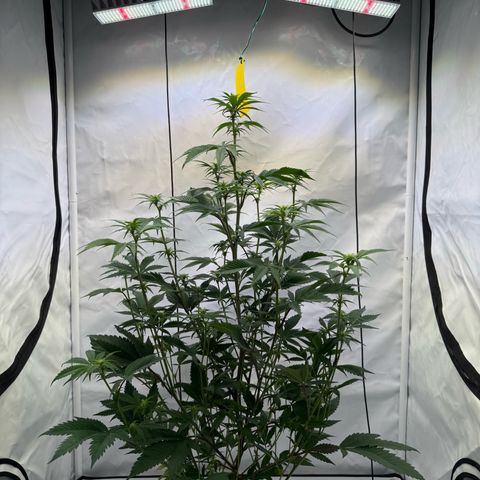 Wedding Cake growlog timeline photo