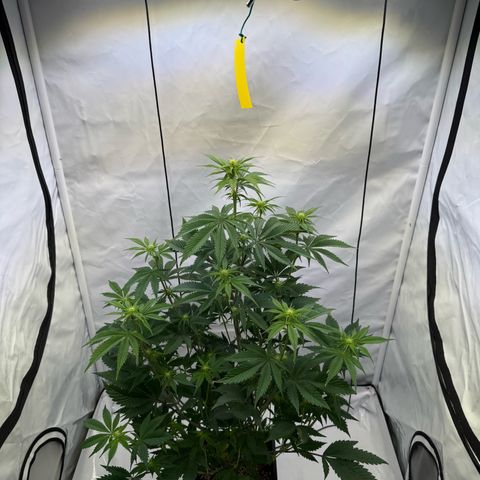 Wedding Cake growlog timeline photo