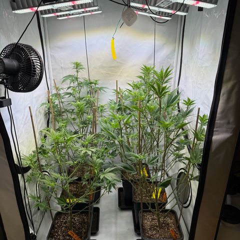 Wedding Cake growlog timeline photo