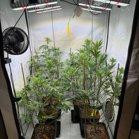 Wedding Cake growlog timeline photo