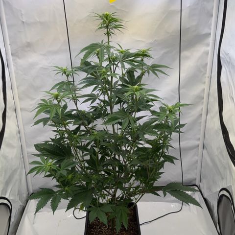 Wedding Cake growlog timeline photo