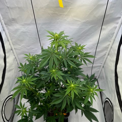Wedding Cake growlog timeline photo