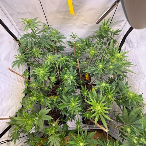 Wedding Cake growlog timeline photo