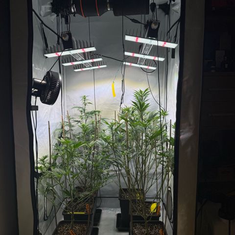 Wedding Cake growlog timeline photo