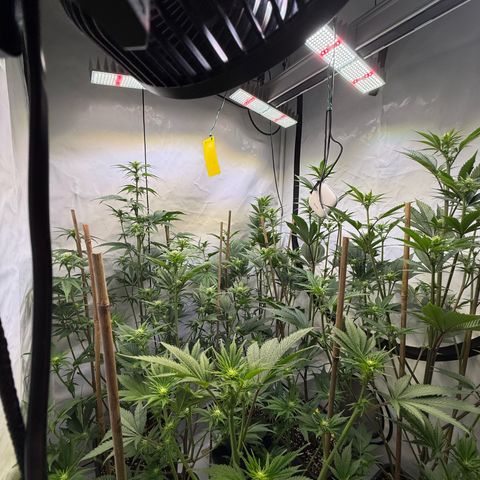 Wedding Cake growlog timeline photo