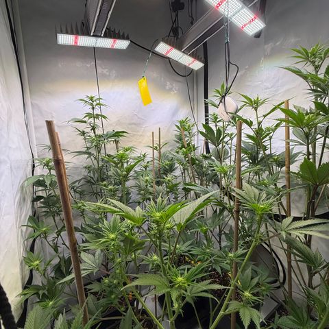 Wedding Cake growlog timeline photo