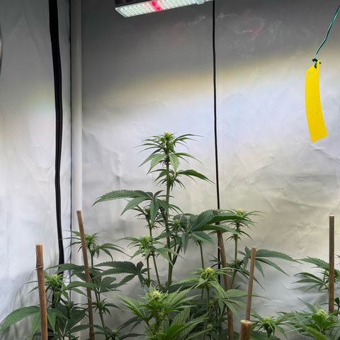 Wedding Cake growlog timeline photo