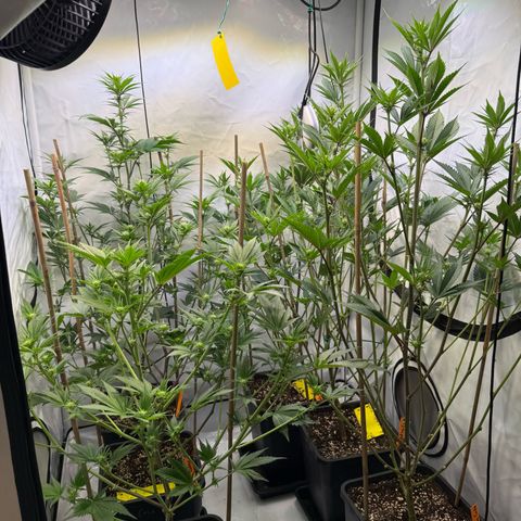 Wedding Cake growlog timeline photo