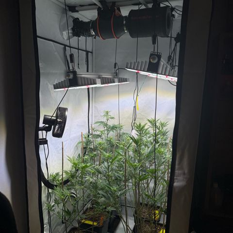 Wedding Cake growlog timeline photo