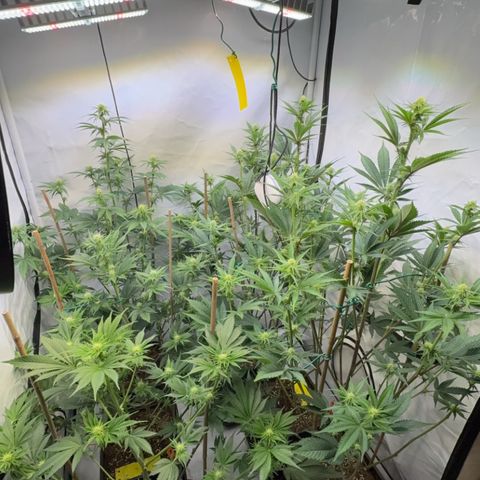 Wedding Cake growlog timeline photo