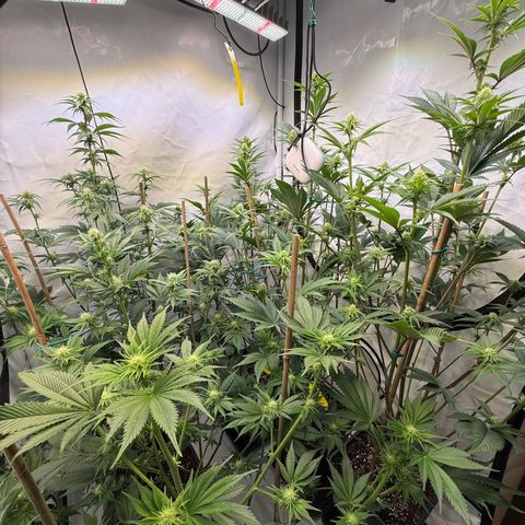 Wedding Cake growlog timeline photo