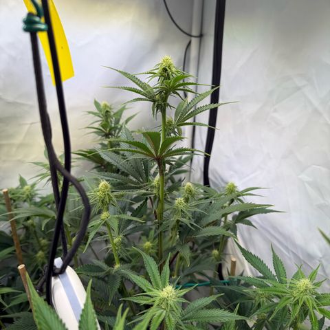 Wedding Cake growlog timeline photo