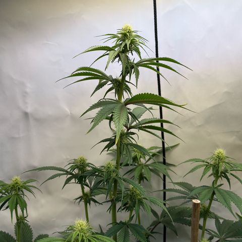 Wedding Cake growlog timeline photo