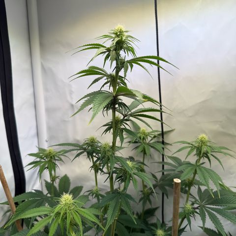 Wedding Cake growlog timeline photo