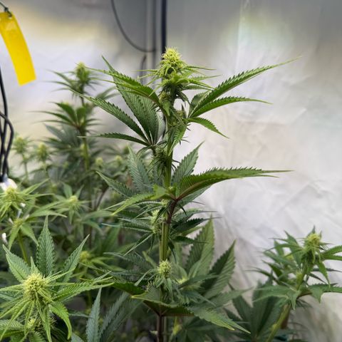 Wedding Cake growlog timeline photo