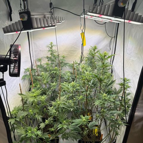 Wedding Cake growlog timeline photo