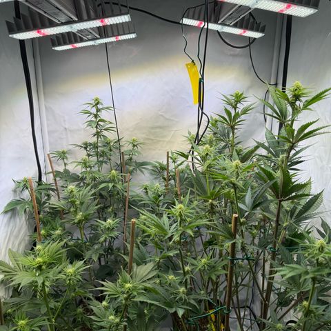 Wedding Cake growlog timeline photo