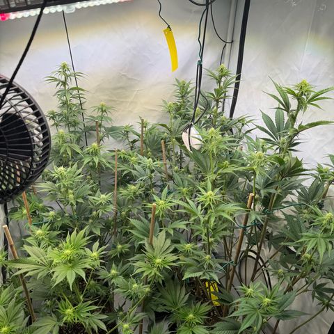 Wedding Cake growlog timeline photo