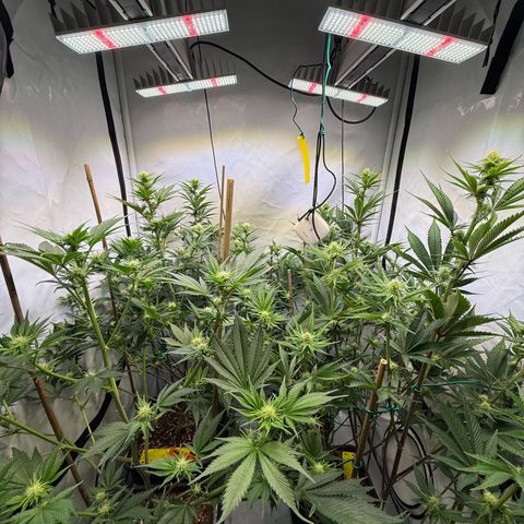 Wedding Cake growlog timeline photo