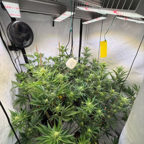 Wedding Cake growlog timeline photo