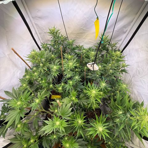 Wedding Cake growlog timeline photo