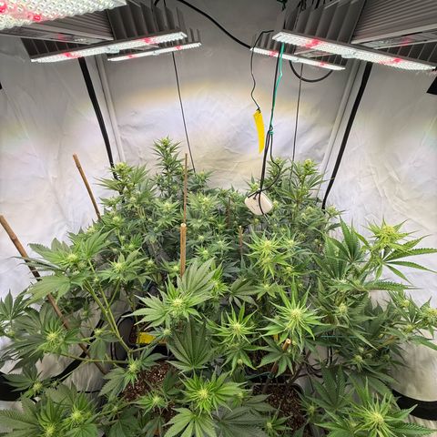 Wedding Cake growlog timeline photo