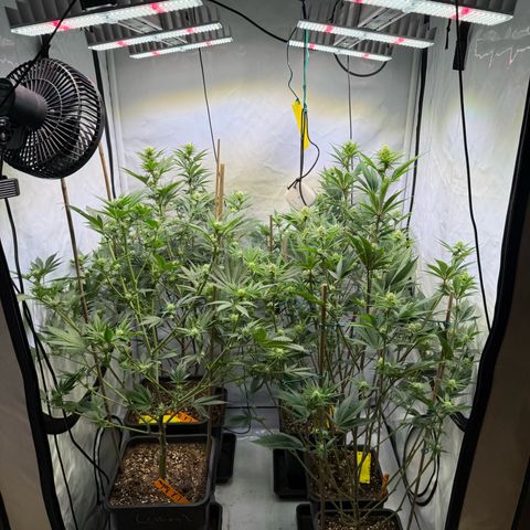 Wedding Cake growlog timeline photo