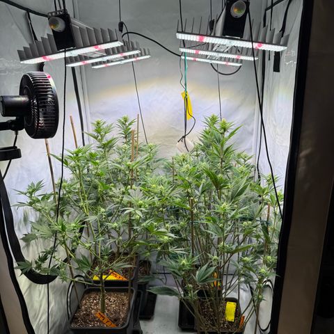 Wedding Cake growlog timeline photo
