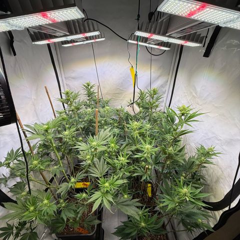 Wedding Cake growlog timeline photo