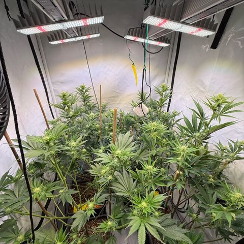 Wedding Cake growlog timeline photo