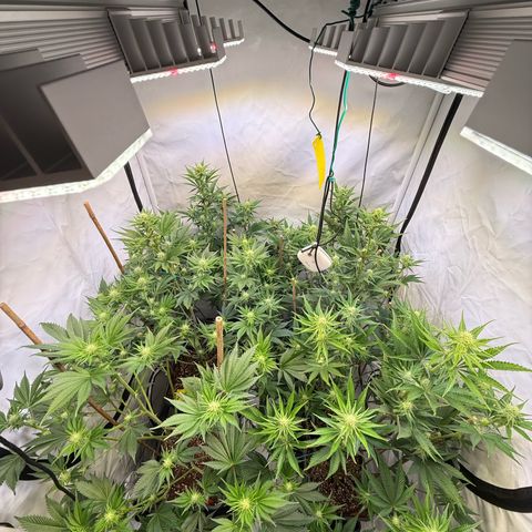 Wedding Cake growlog timeline photo