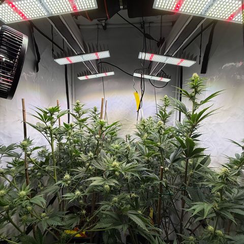 Wedding Cake growlog timeline photo