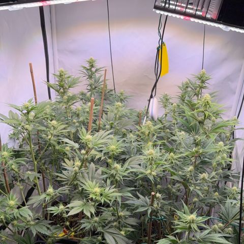 Wedding Cake growlog timeline photo