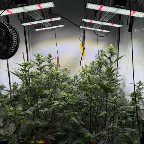Wedding Cake growlog timeline photo
