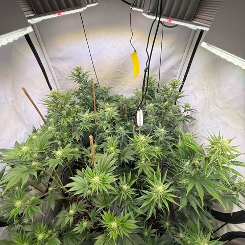 Wedding Cake growlog timeline photo
