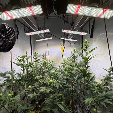 Wedding Cake growlog timeline photo
