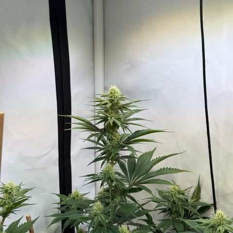 Wedding Cake growlog timeline photo