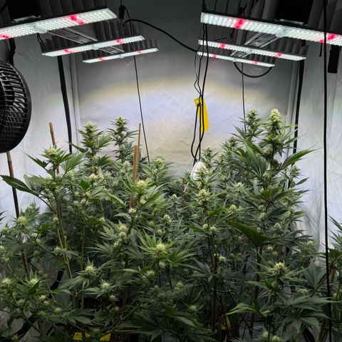 Wedding Cake growlog timeline photo