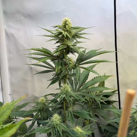 Wedding Cake growlog timeline photo
