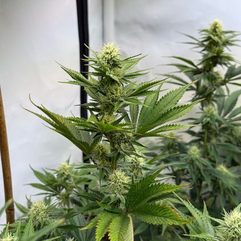 Wedding Cake growlog timeline photo