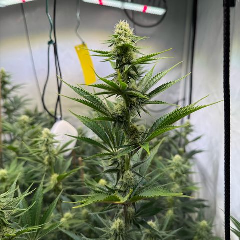 Wedding Cake growlog timeline photo