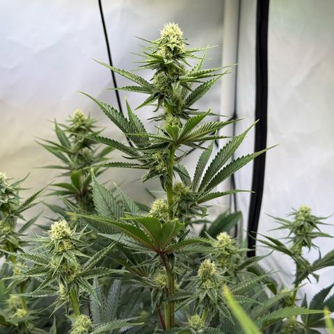 Wedding Cake growlog timeline photo