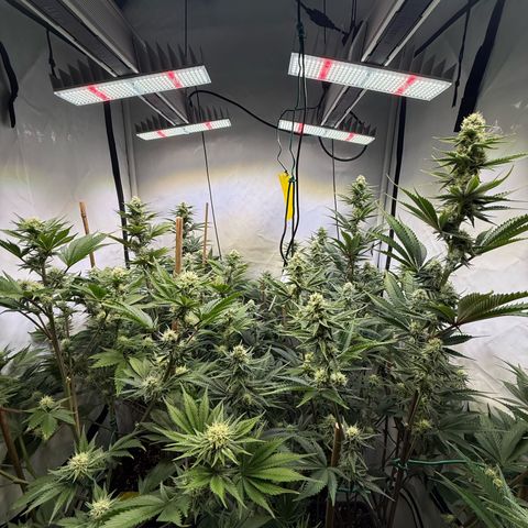 Wedding Cake growlog timeline photo