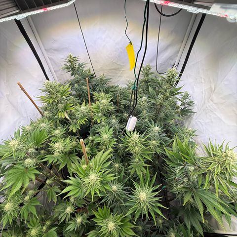 Wedding Cake growlog timeline photo