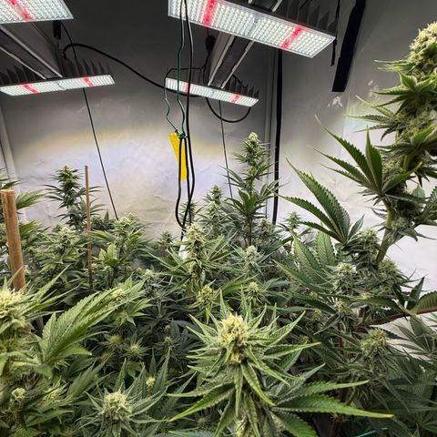 Wedding Cake growlog timeline photo