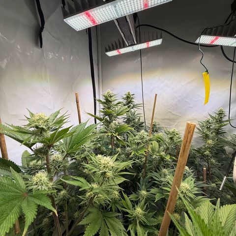 Wedding Cake growlog timeline photo