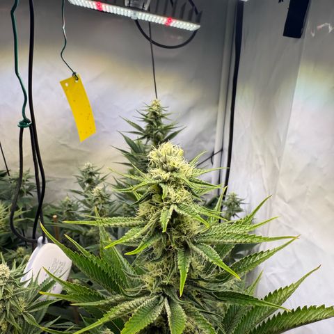 Wedding Cake growlog timeline photo